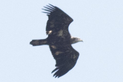 Bald Eagle - ML642345246