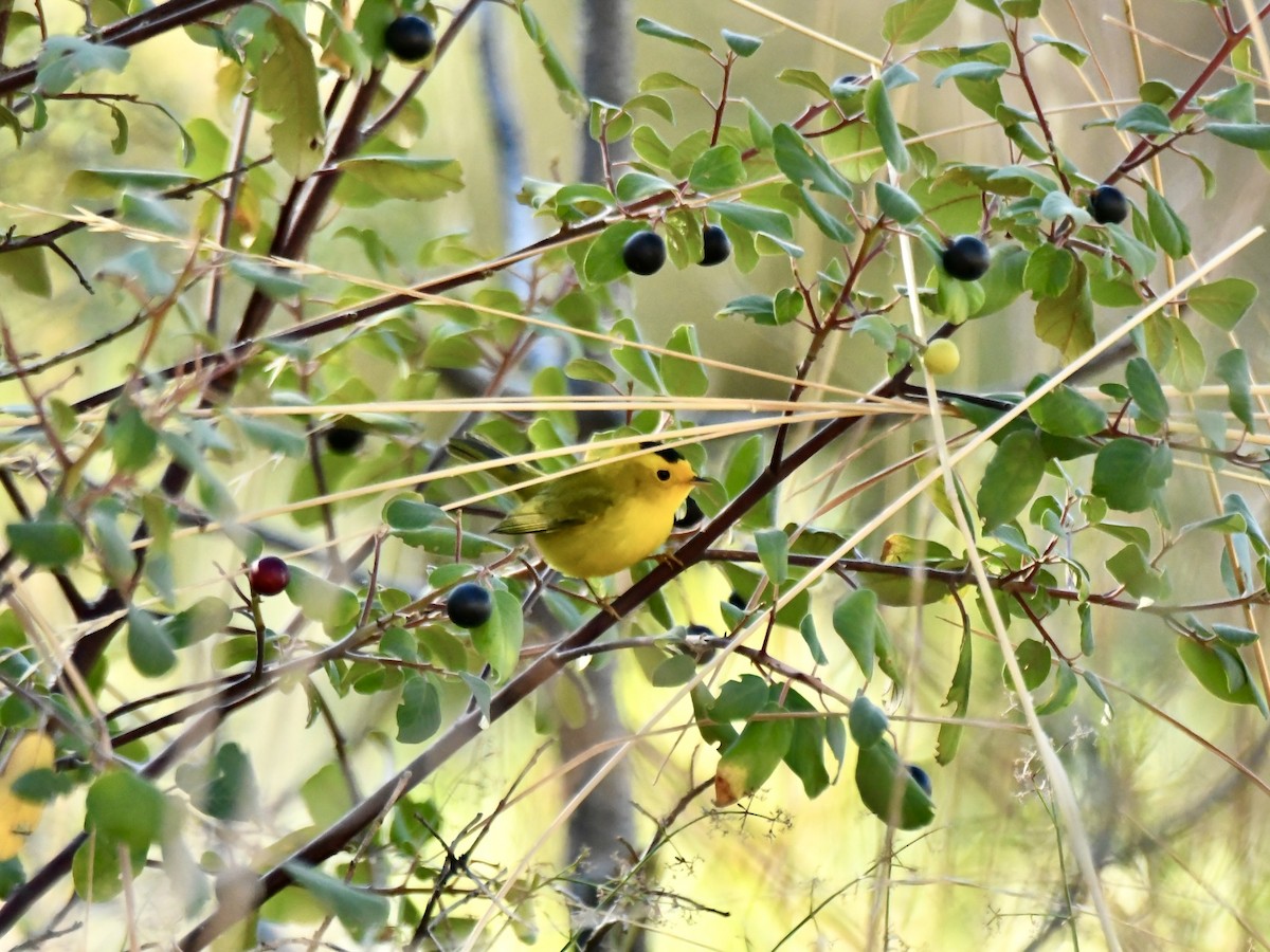 Wilson's Warbler - ML642345247
