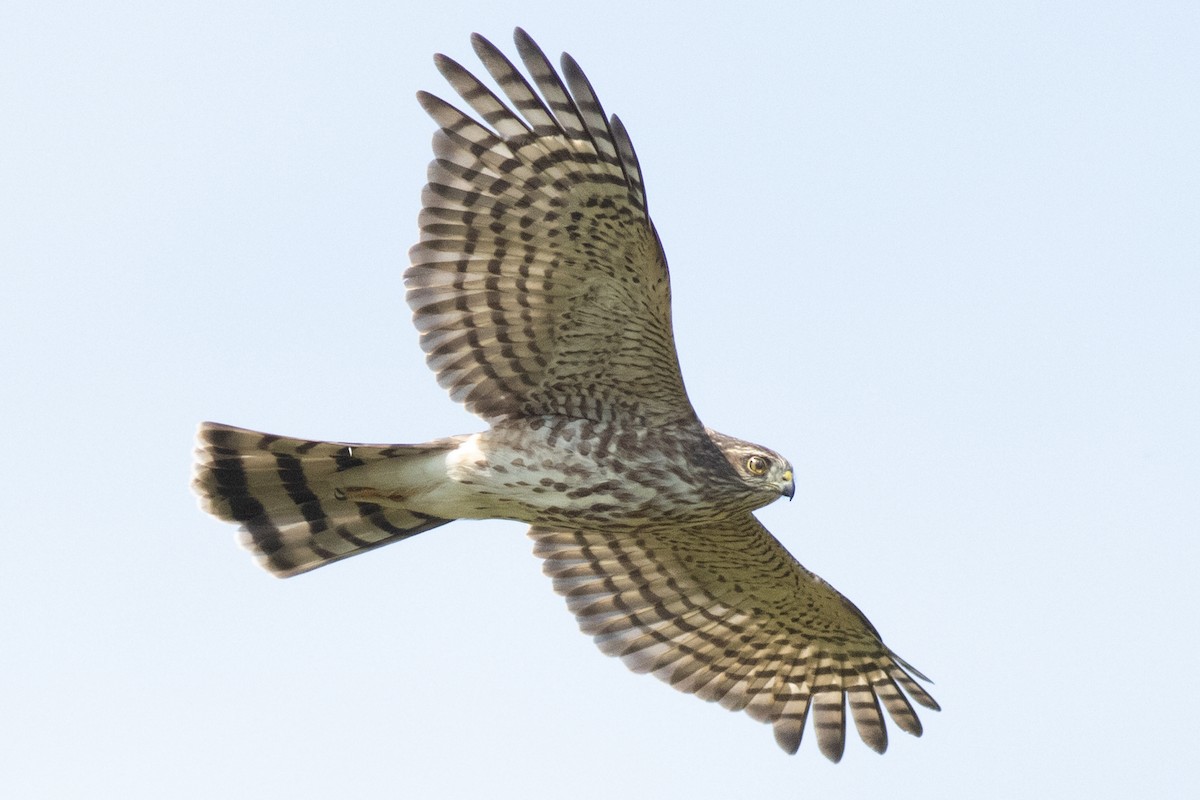 Sharp-shinned Hawk (Northern) - ML642345260