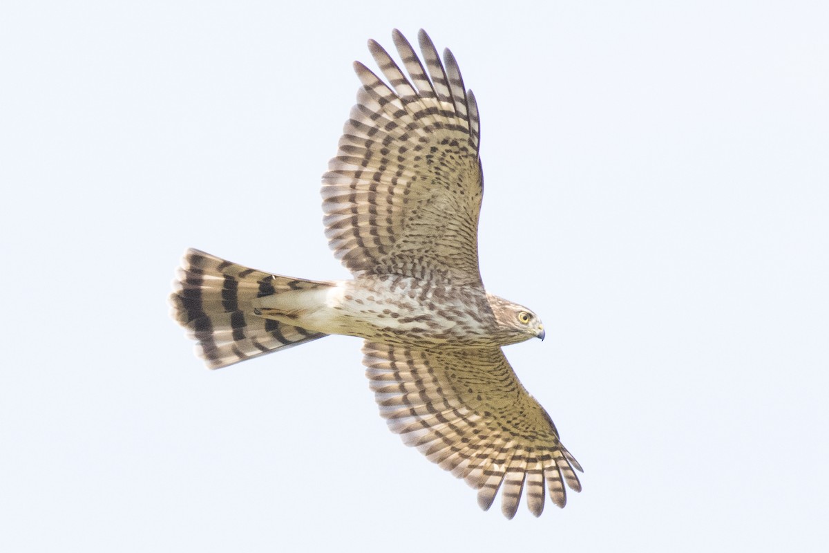 Sharp-shinned Hawk (Northern) - ML642345261