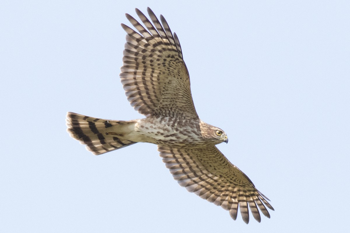 Sharp-shinned Hawk (Northern) - ML642345262