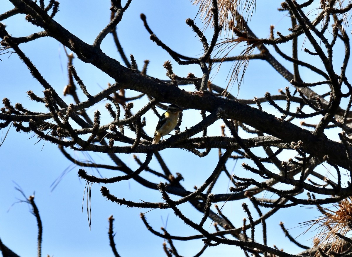 Black-headed Grosbeak - ML642345263
