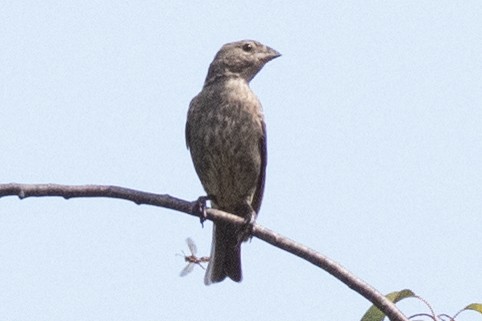 Brown-headed Cowbird - ML642345281