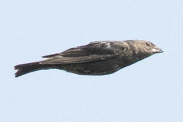 Brown-headed Cowbird - ML642345282