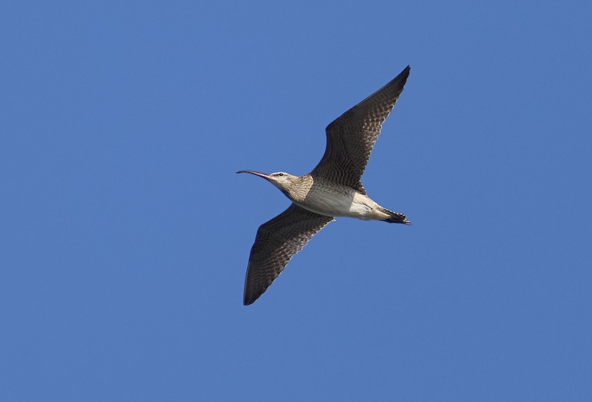 Whimbrel - ML642345287