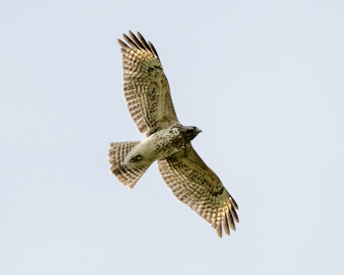 Red-shouldered Hawk - ML642345292