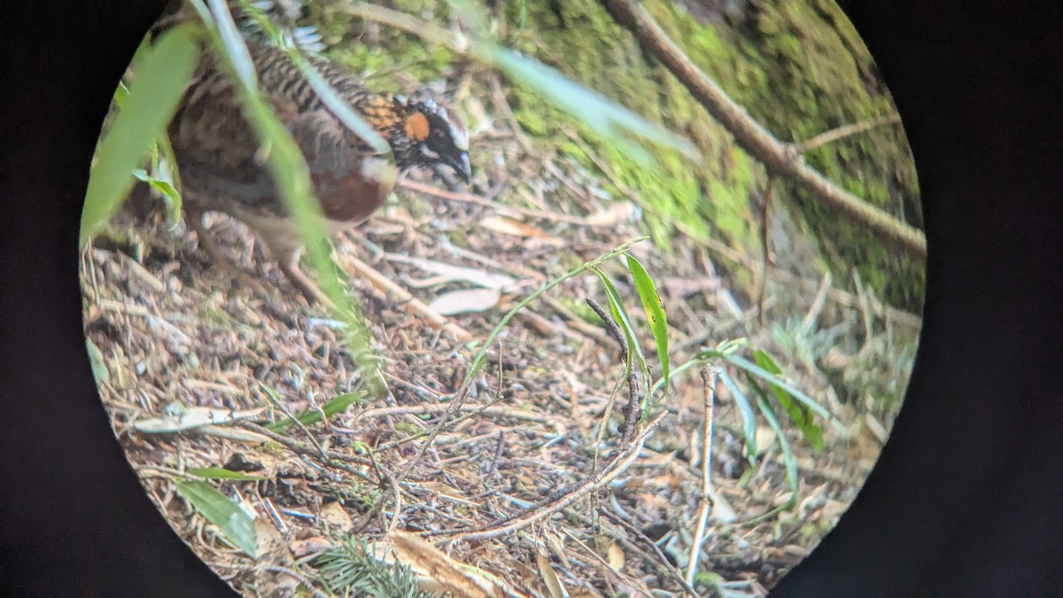 Sichuan Partridge - ML642345293