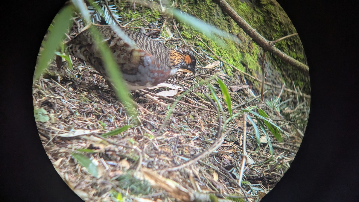 Sichuan Partridge - ML642345294