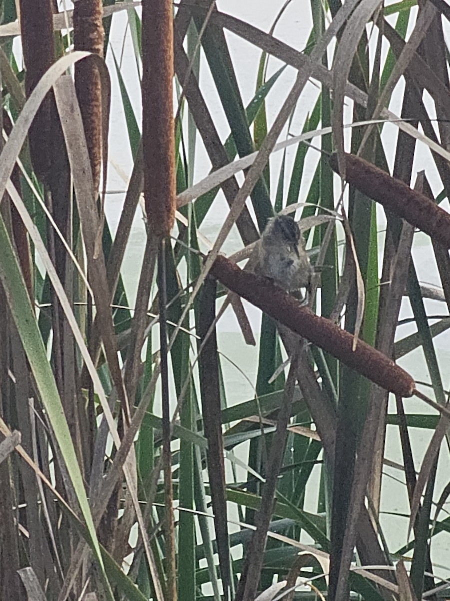 Marsh Wren - ML642345301