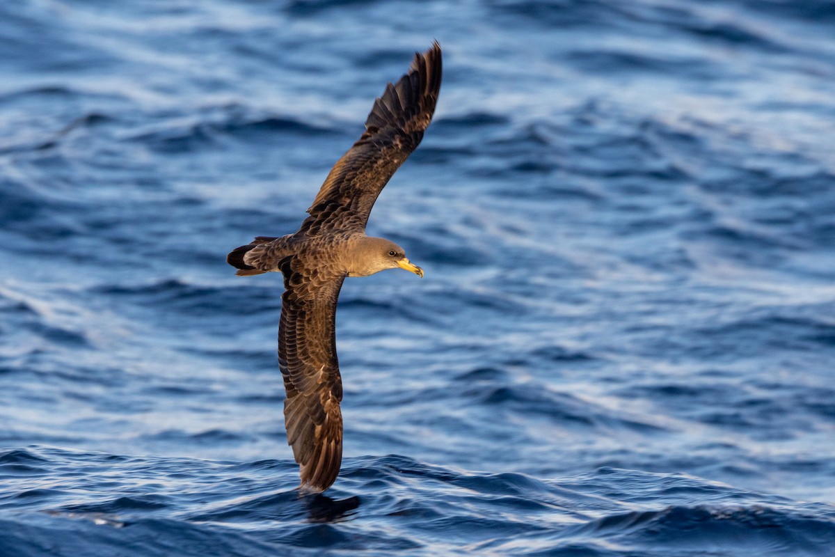Cory's Shearwater - ML642345302