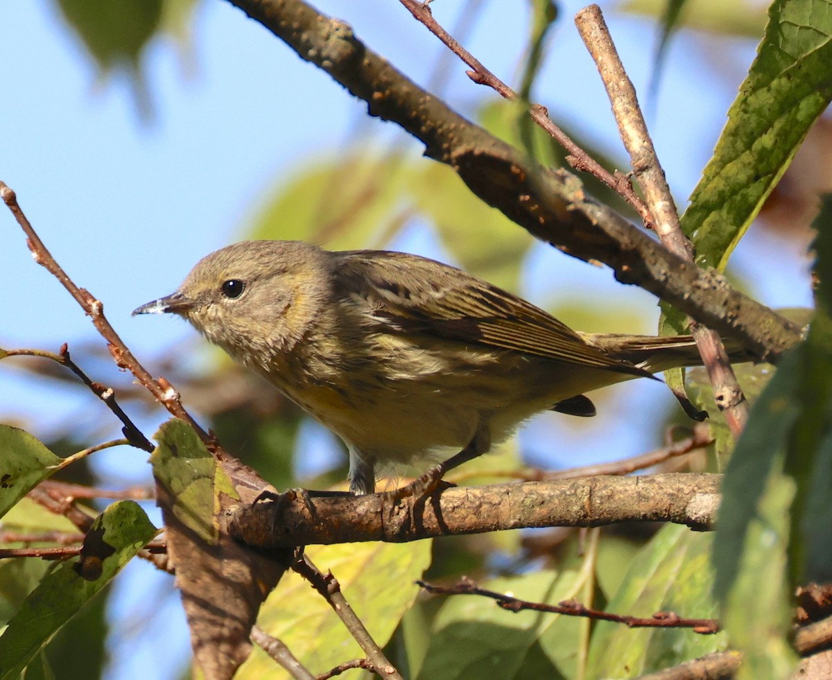 Cape May Warbler - ML642345304