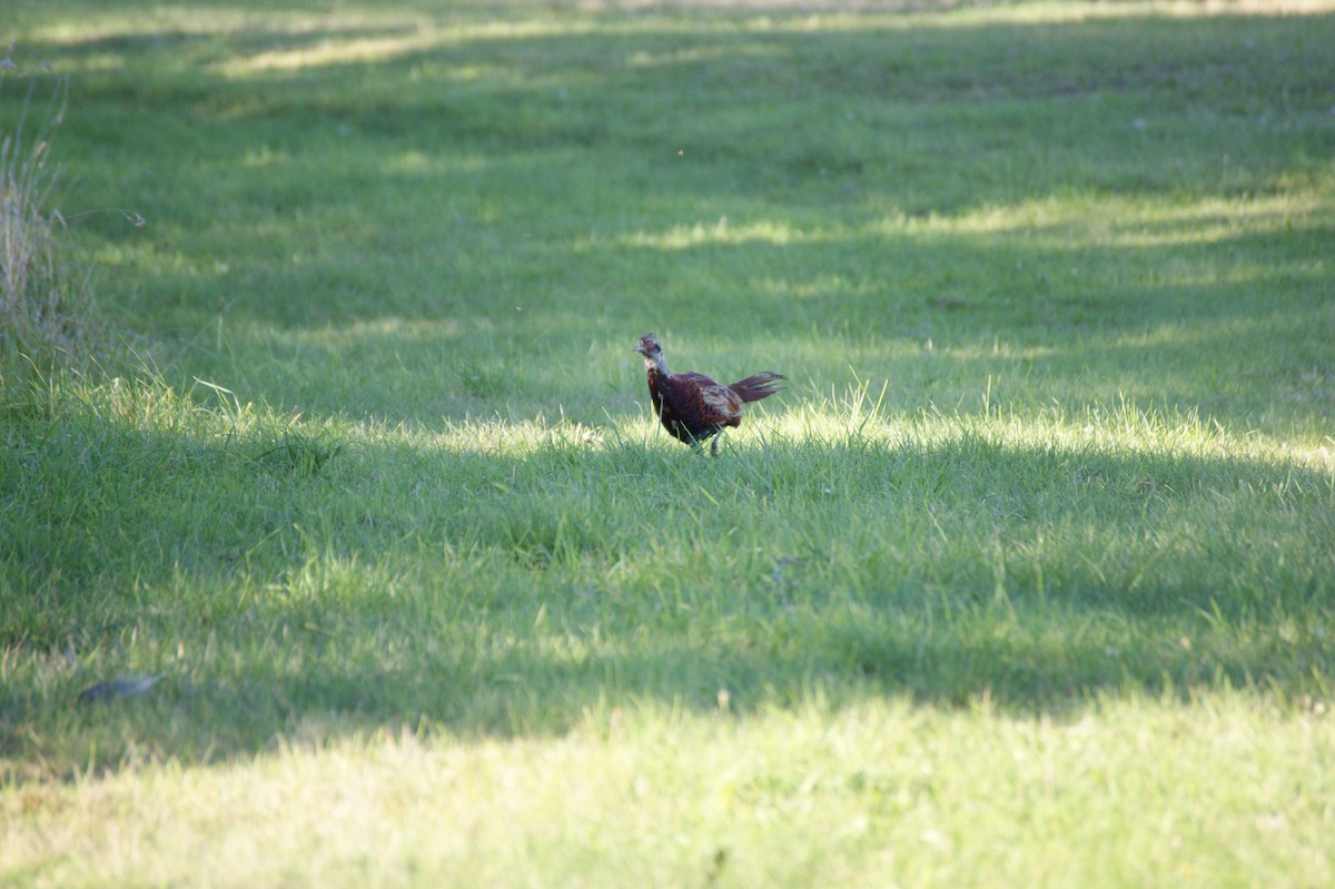 Ring-necked Pheasant - ML642345305