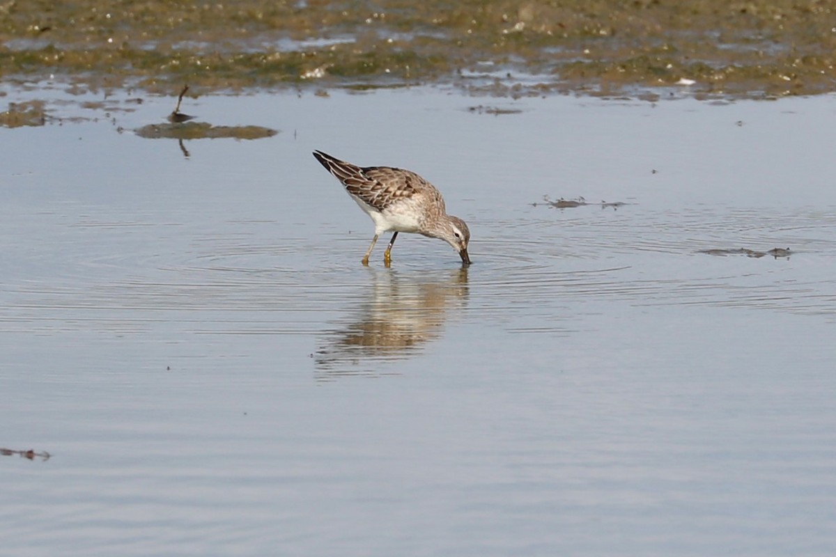 Stilt Sandpiper - ML642345307
