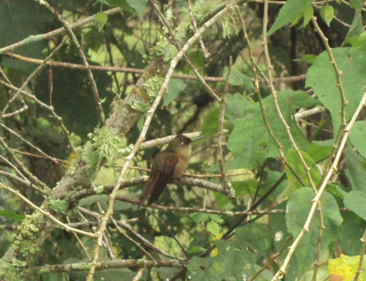 Buff-tailed Coronet - ML642345309