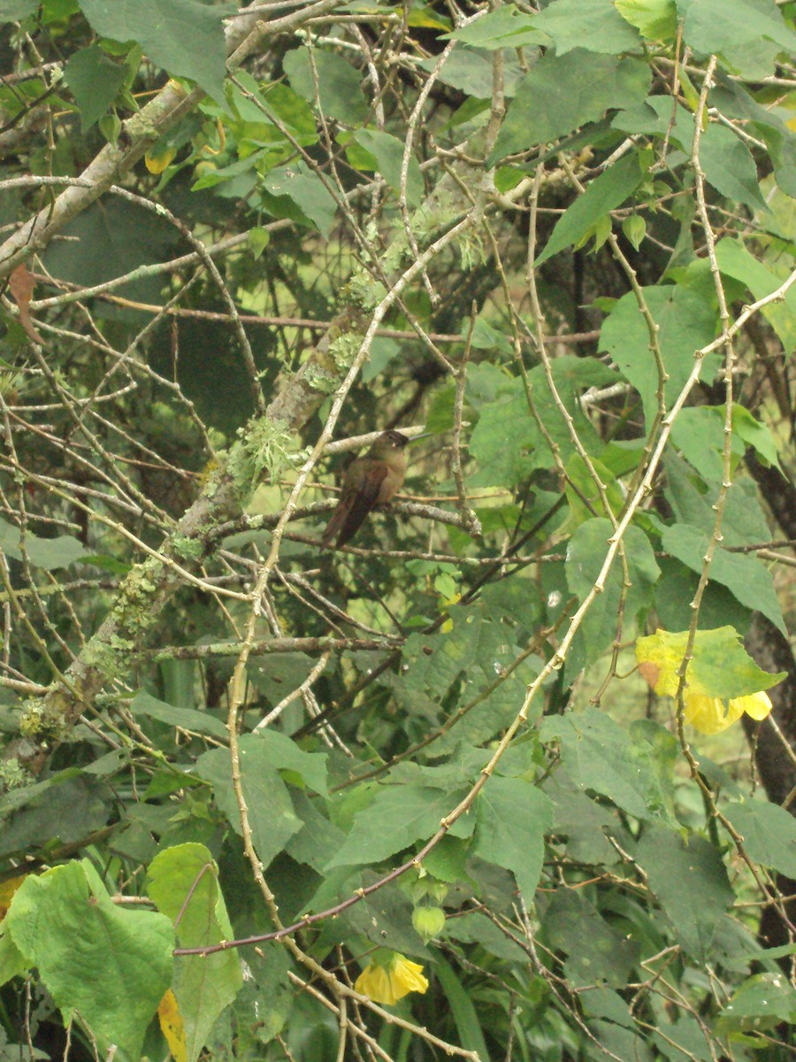 Buff-tailed Coronet - ML642345310