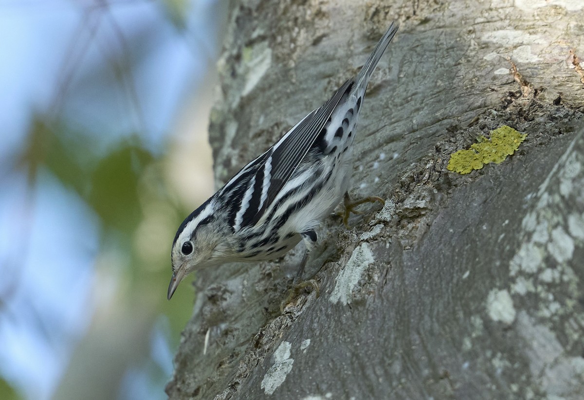 Black-and-white Warbler - ML642345311