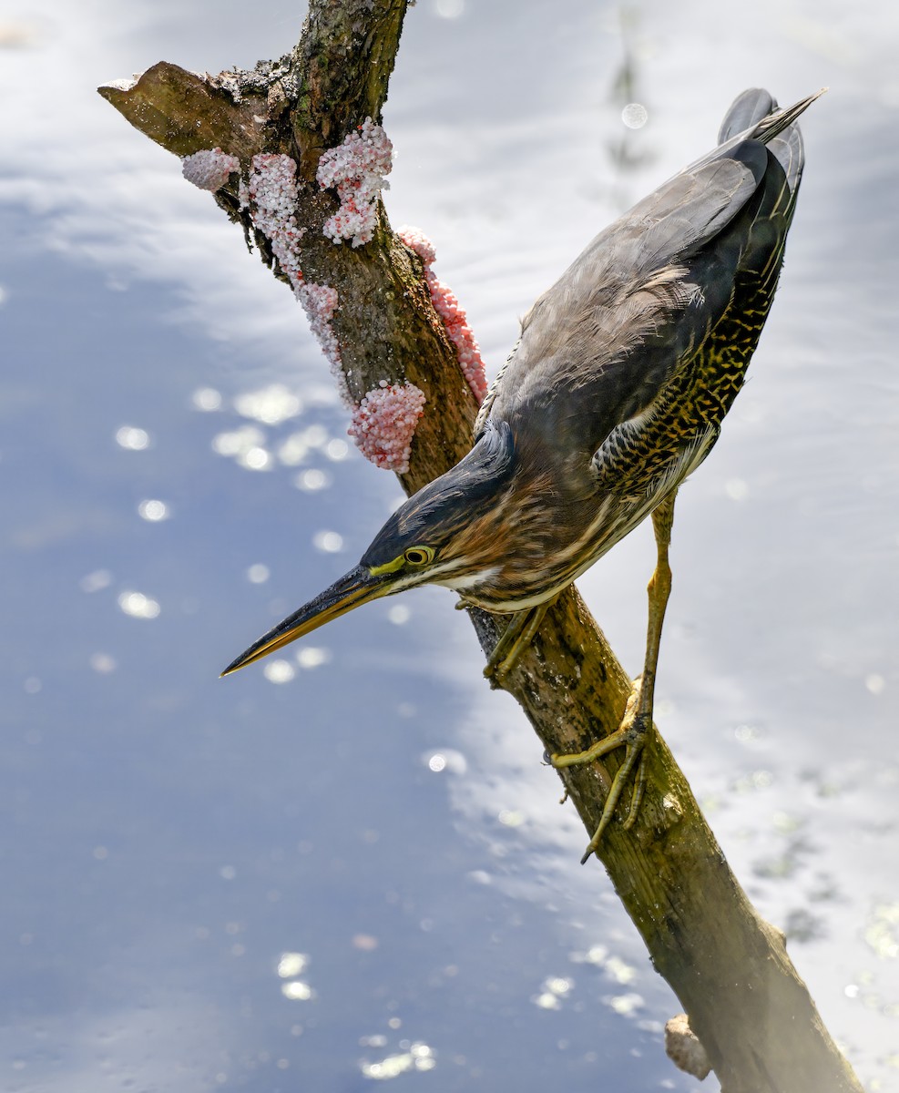 Green Heron - ML642345312