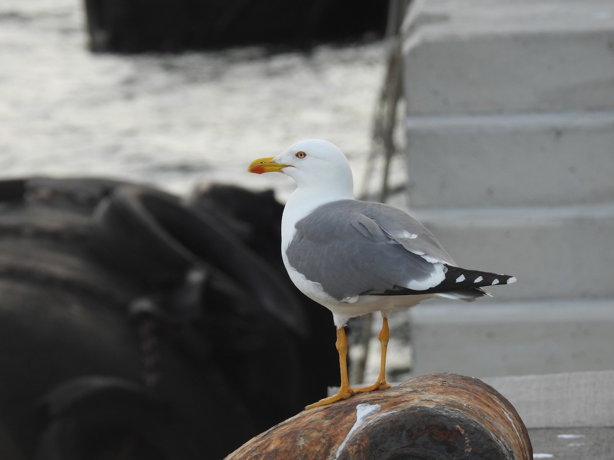 Lesser Black-backed Gull - ML642345313