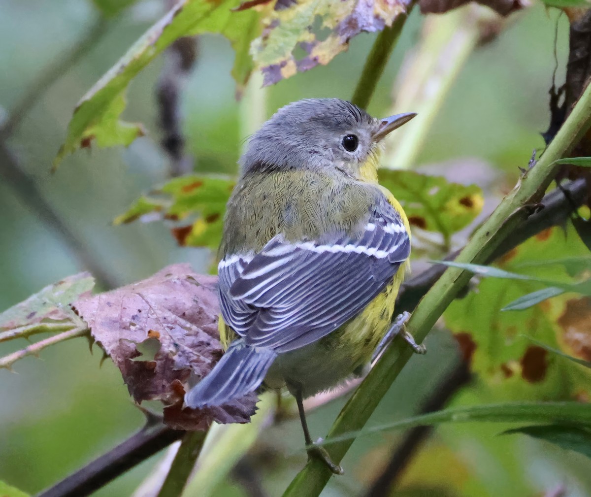 Magnolia Warbler - ML642345315