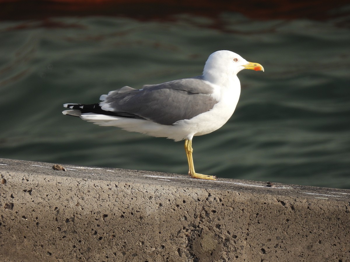 Lesser Black-backed Gull - ML642345316