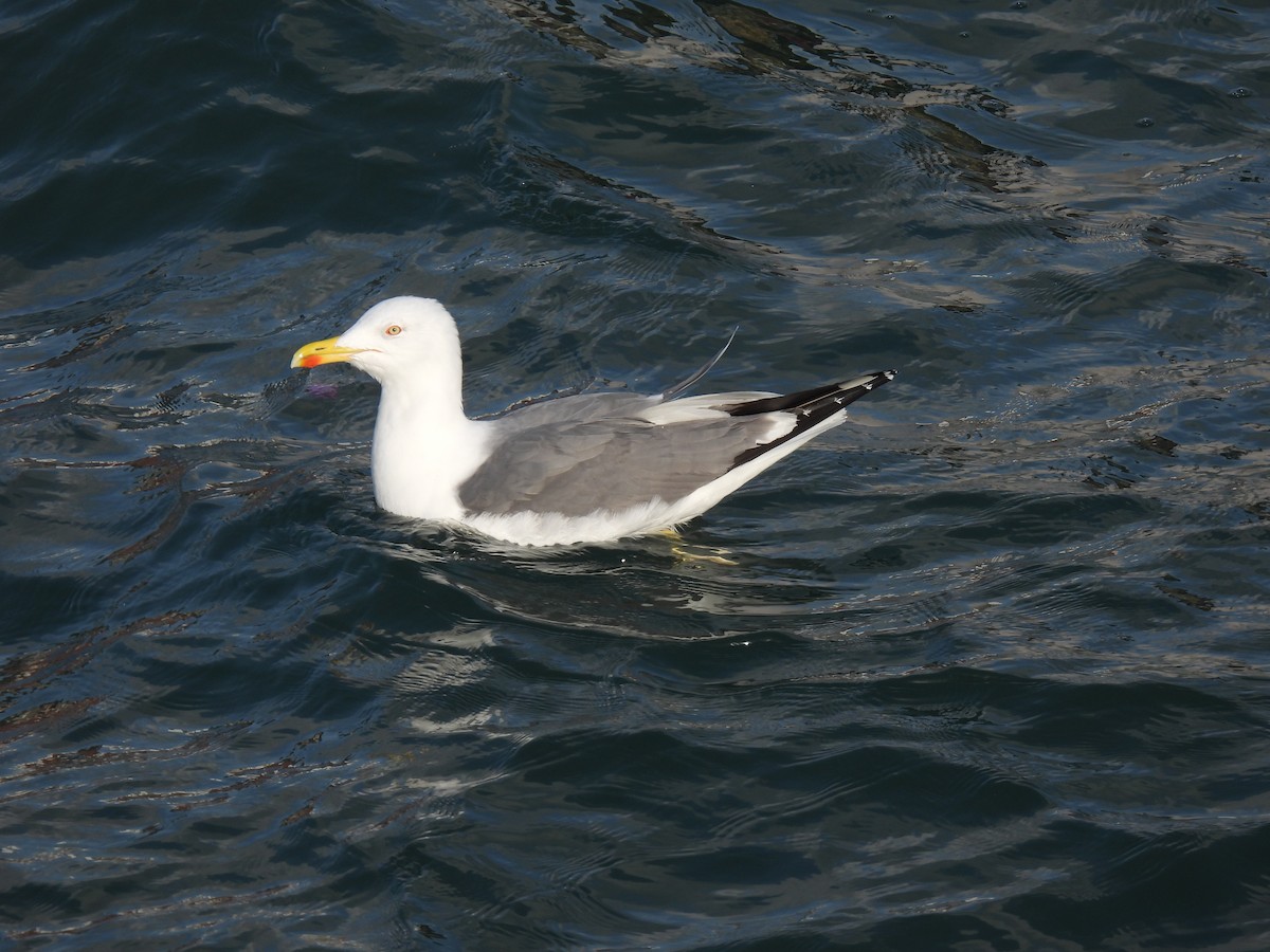 Lesser Black-backed Gull - ML642345317