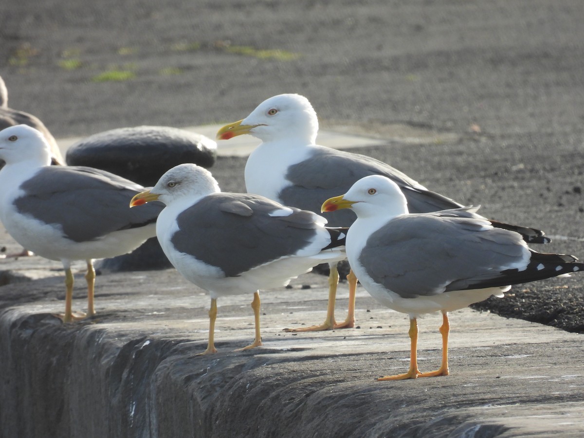 Lesser Black-backed Gull - ML642345318