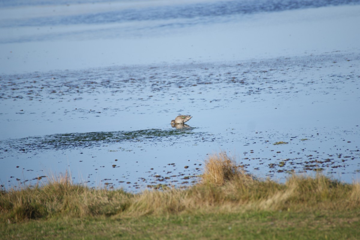 Green-winged Teal (Eurasian) - ML642345319