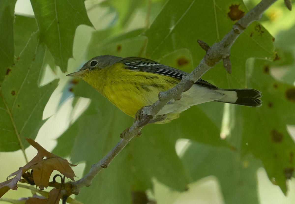 Magnolia Warbler - ML642345320