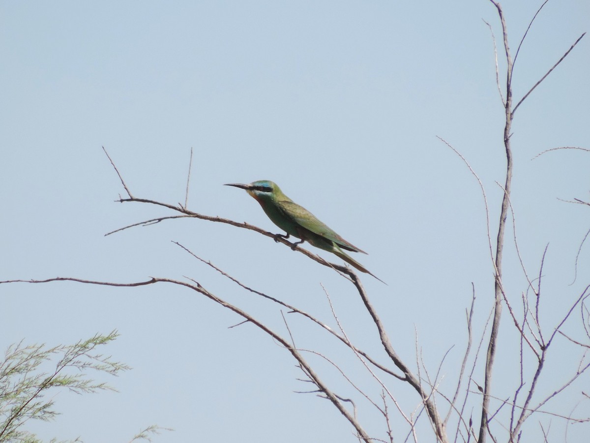Blue-cheeked Bee-eater - ML642345325