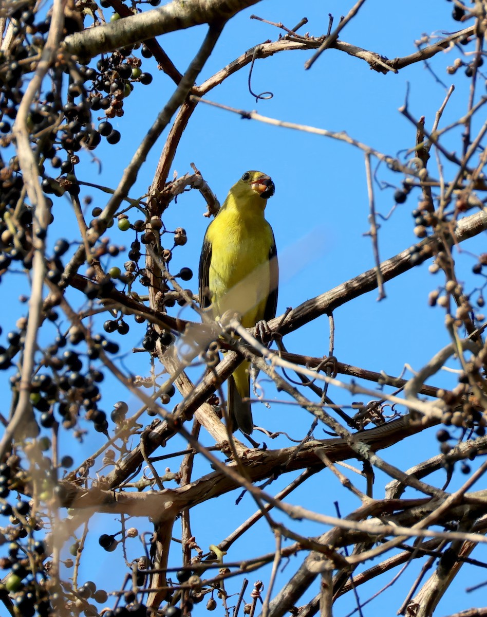 Scarlet Tanager - ML642345326