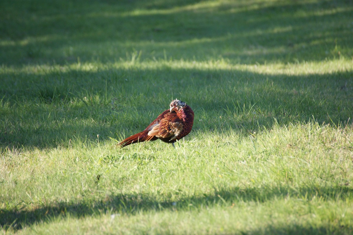 Ring-necked Pheasant - ML642345327