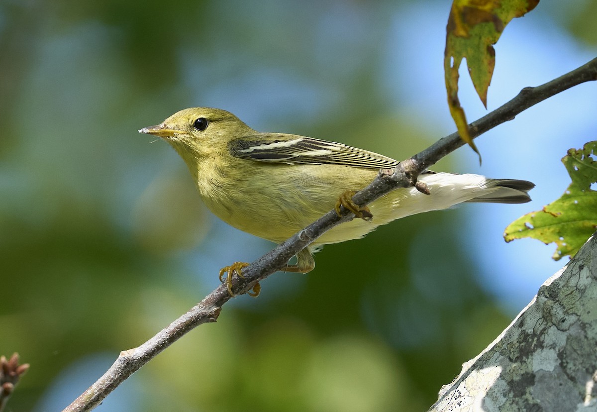 Blackpoll Warbler - ML642345328
