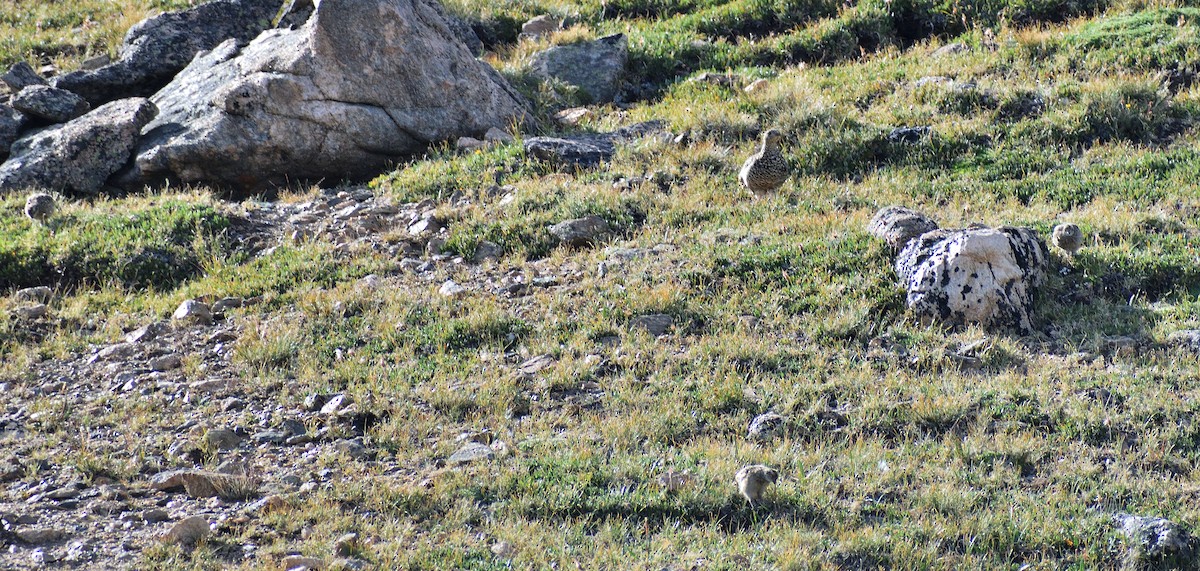 White-tailed Ptarmigan - ML642345329
