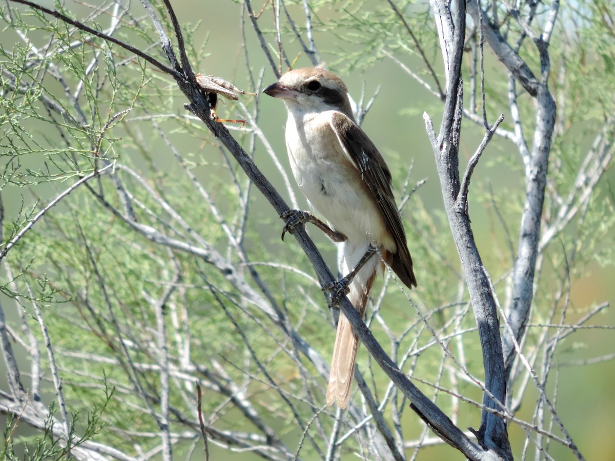 Red-tailed Shrike - ML642345331