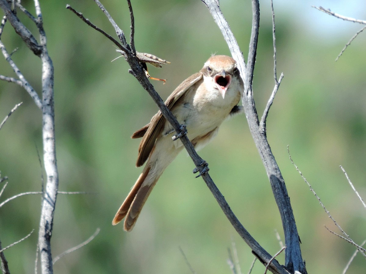 Red-tailed Shrike - ML642345332