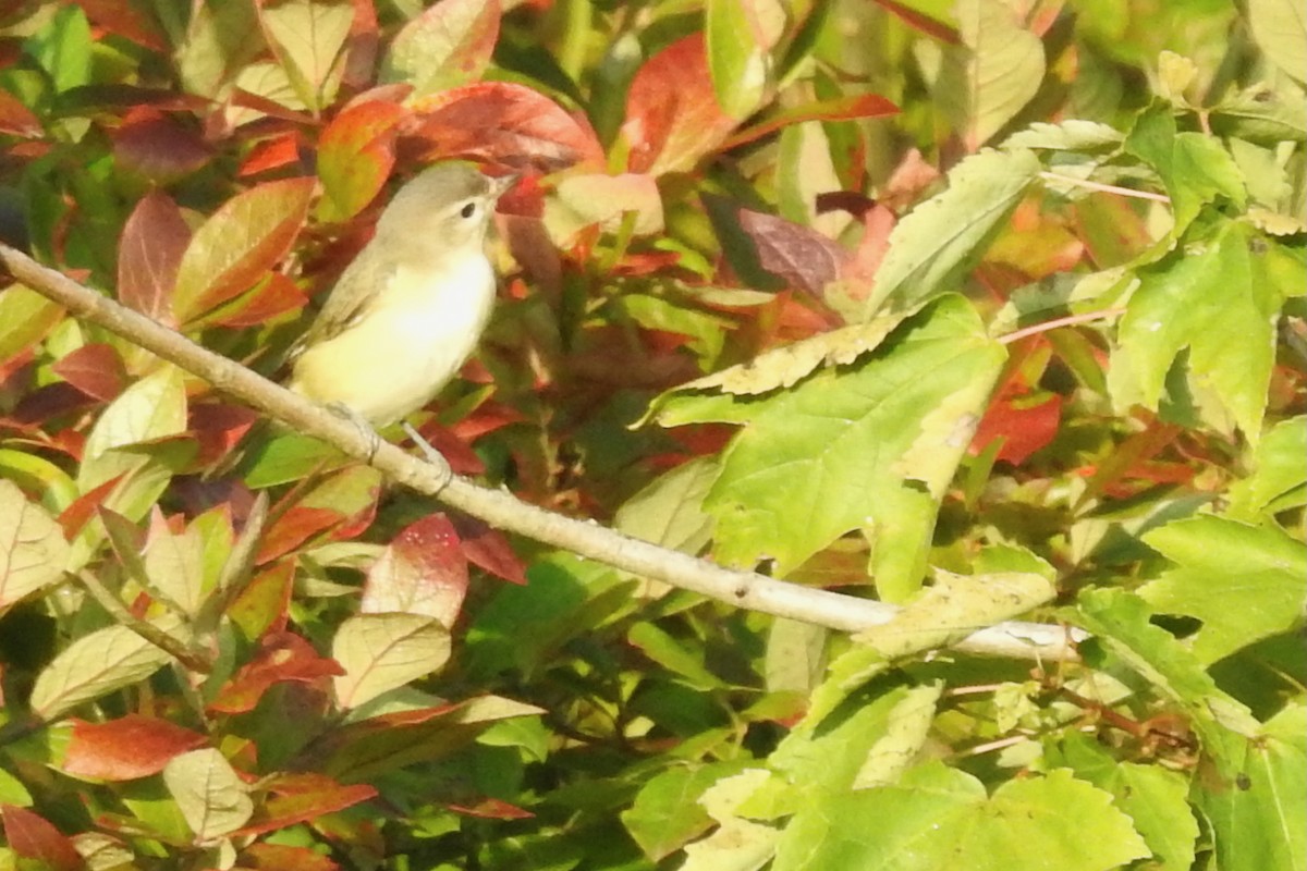 Warbling Vireo - ML642345335