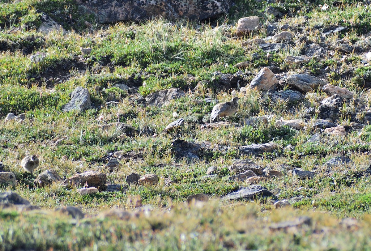 White-tailed Ptarmigan - ML642345336