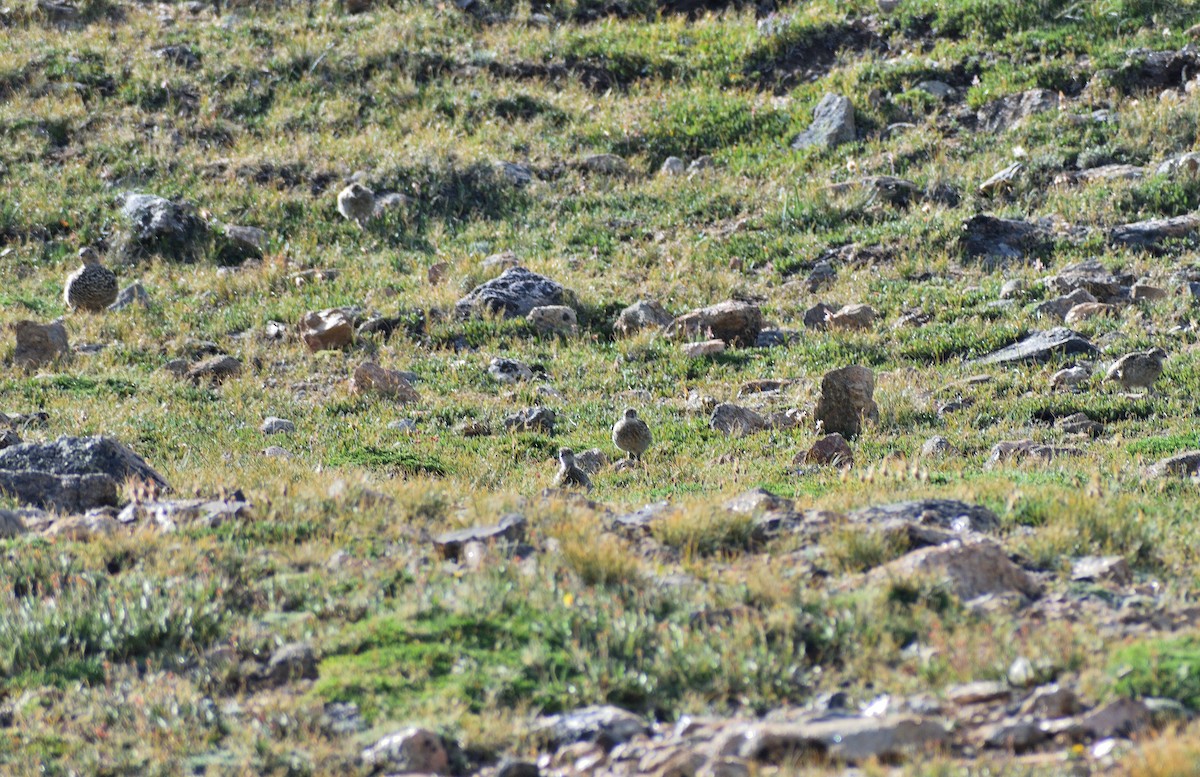 White-tailed Ptarmigan - ML642345356