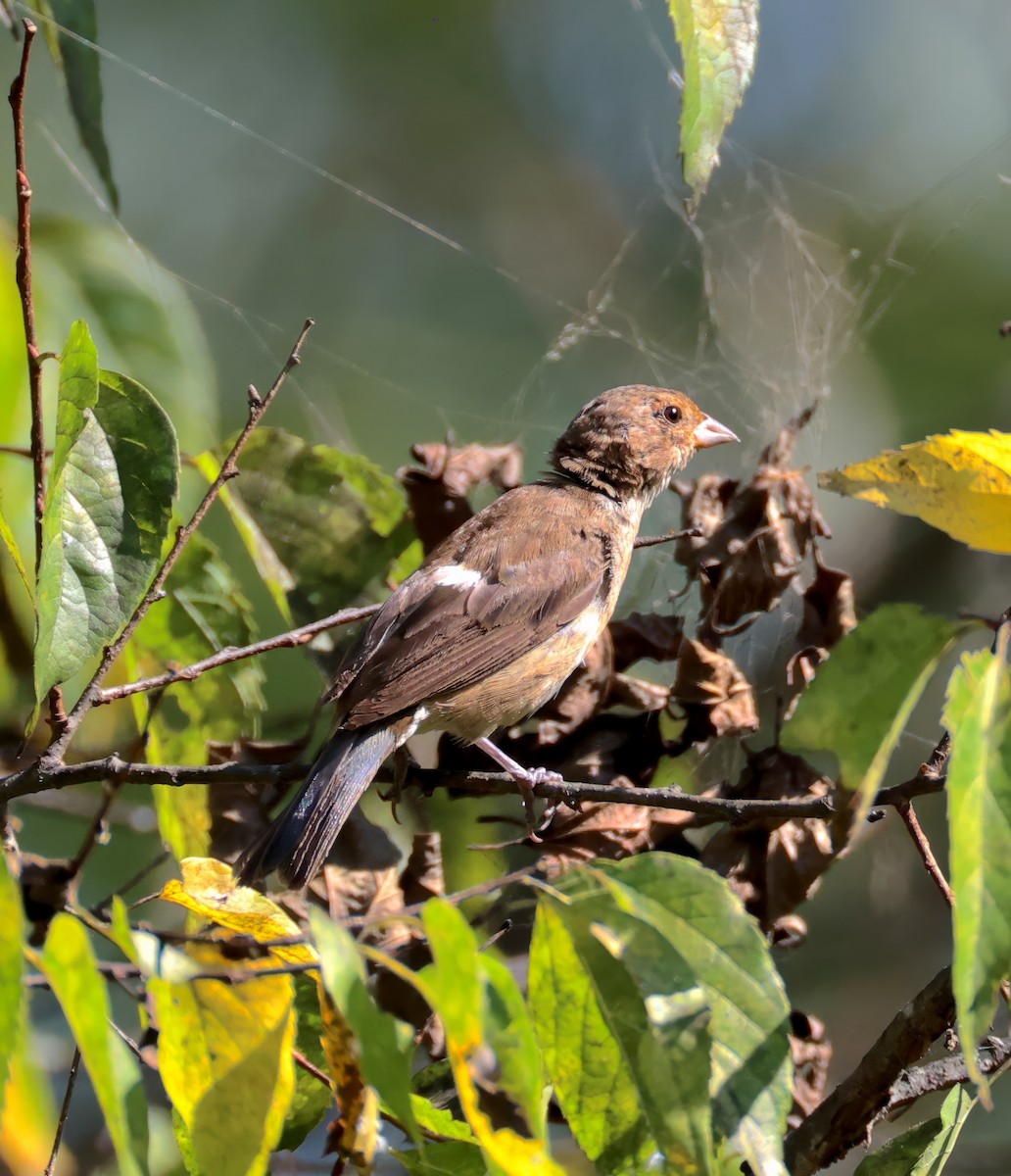Indigo Bunting - ML642345357