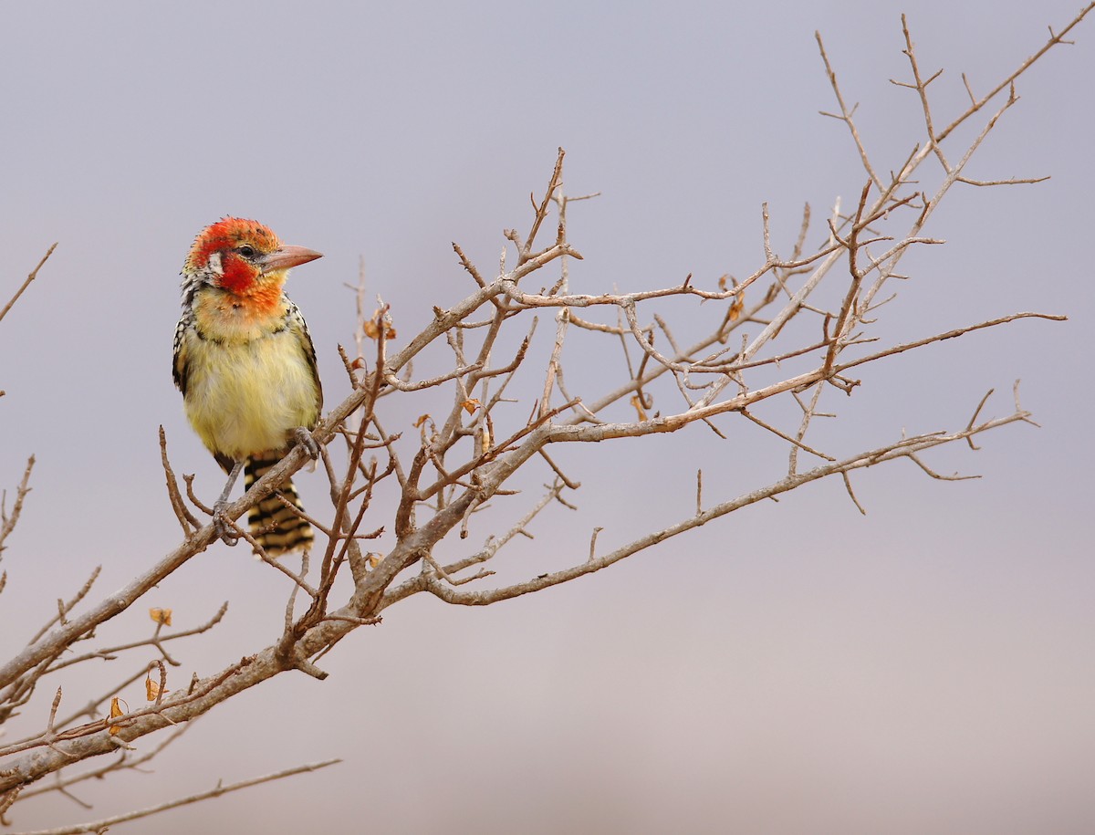 Red-and-yellow Barbet - ML642345359