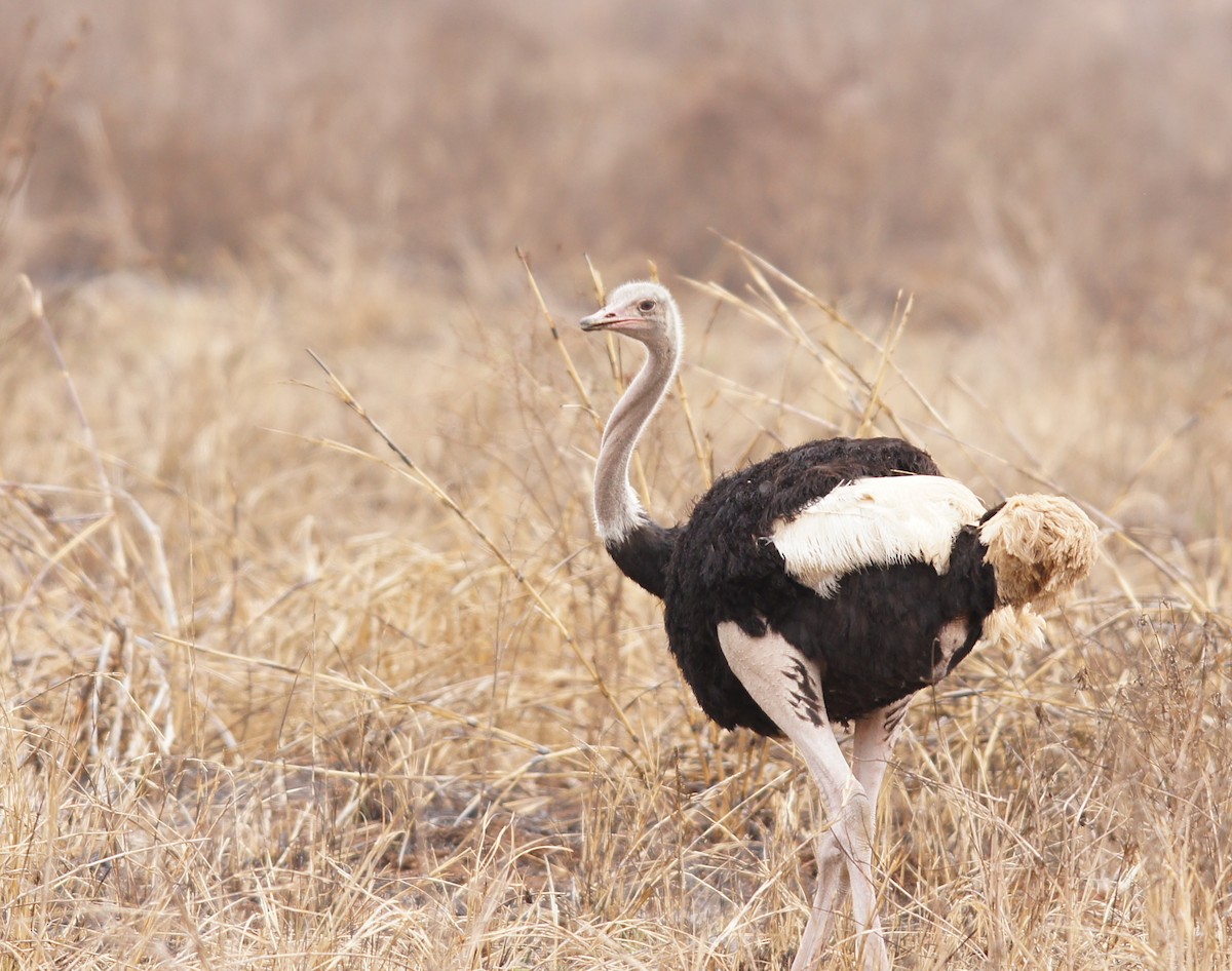Common Ostrich - ML642345363