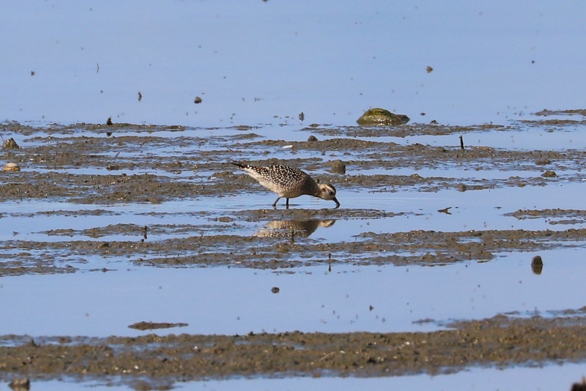 American Golden-Plover - ML642345368