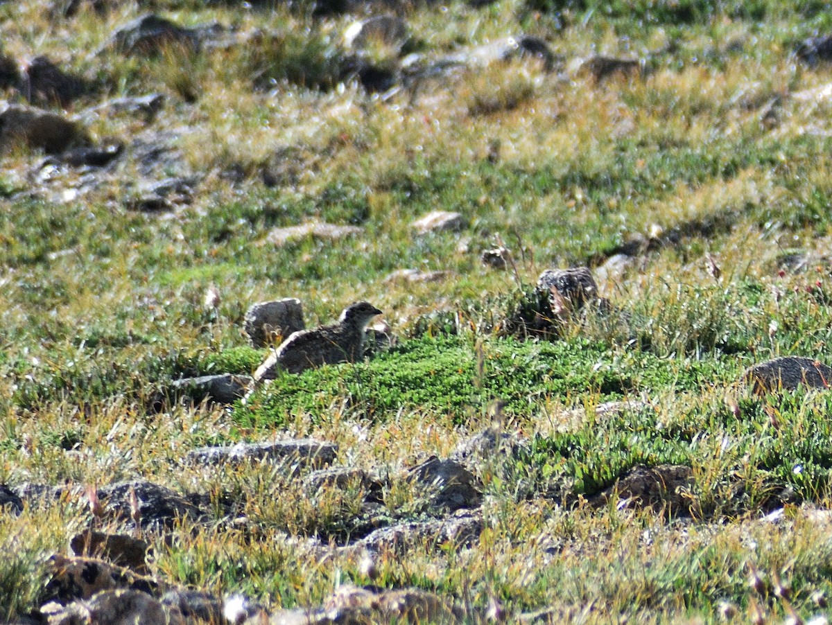 White-tailed Ptarmigan - ML642345369