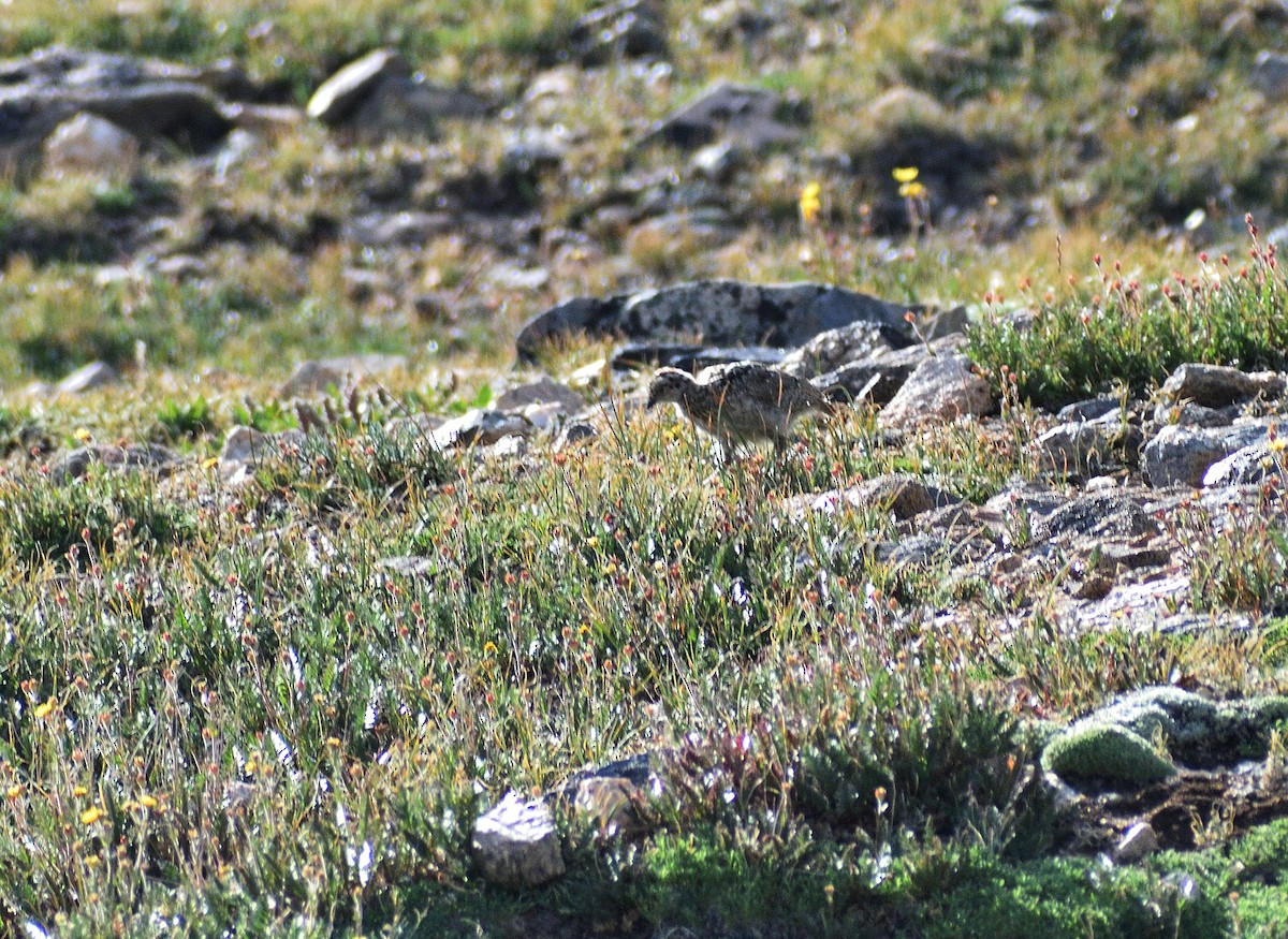 White-tailed Ptarmigan - ML642345370