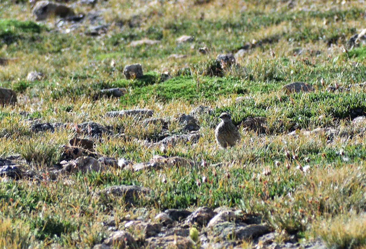 White-tailed Ptarmigan - ML642345371