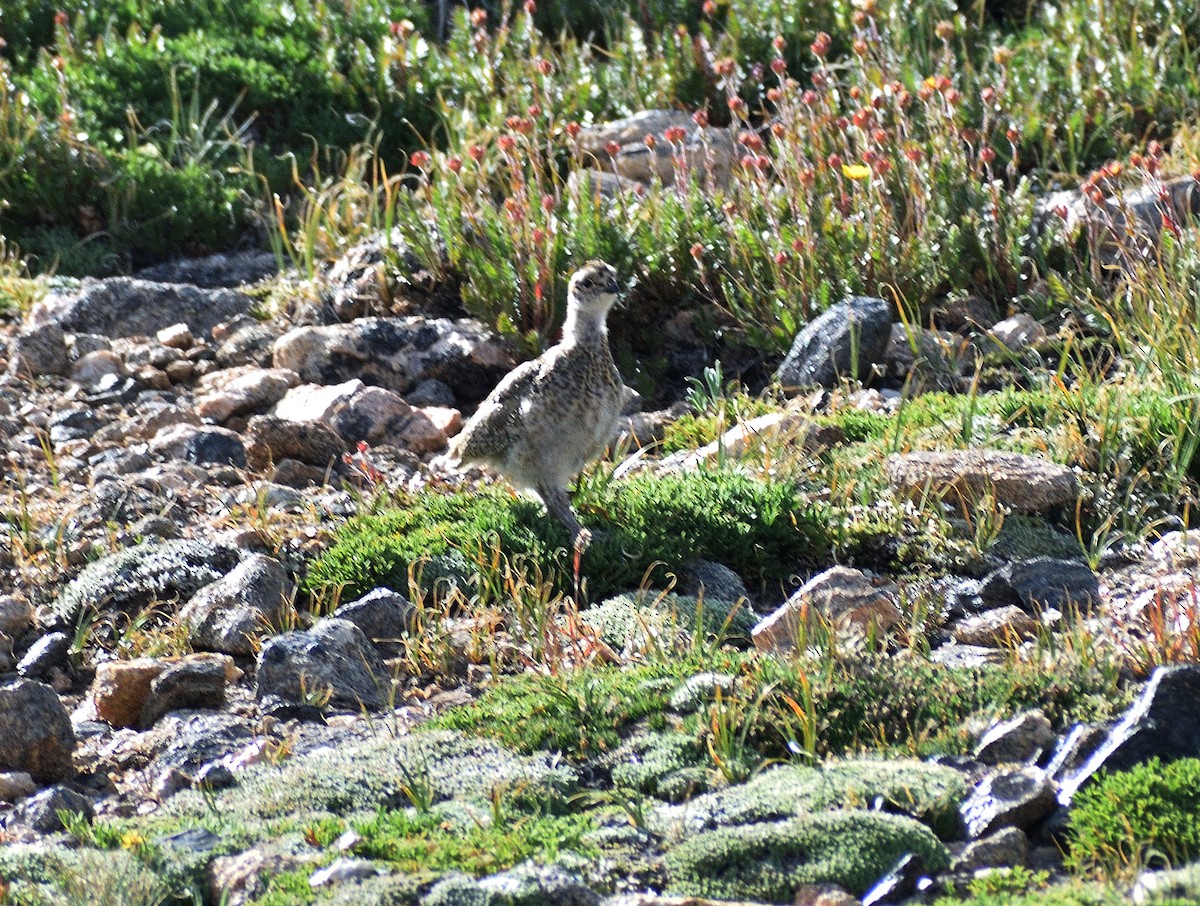 White-tailed Ptarmigan - ML642345372