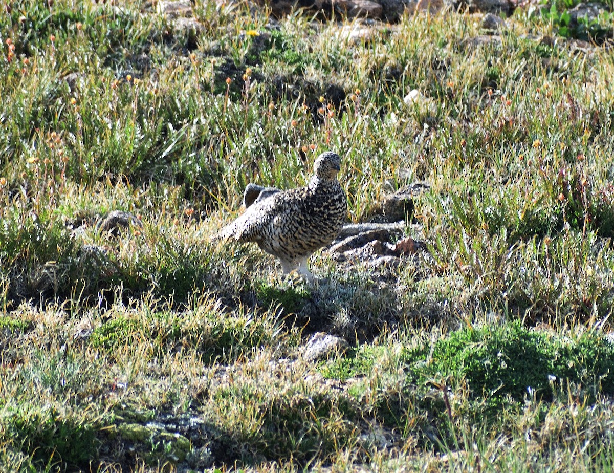 White-tailed Ptarmigan - ML642345373