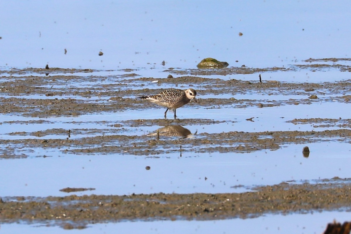American Golden-Plover - ML642345381