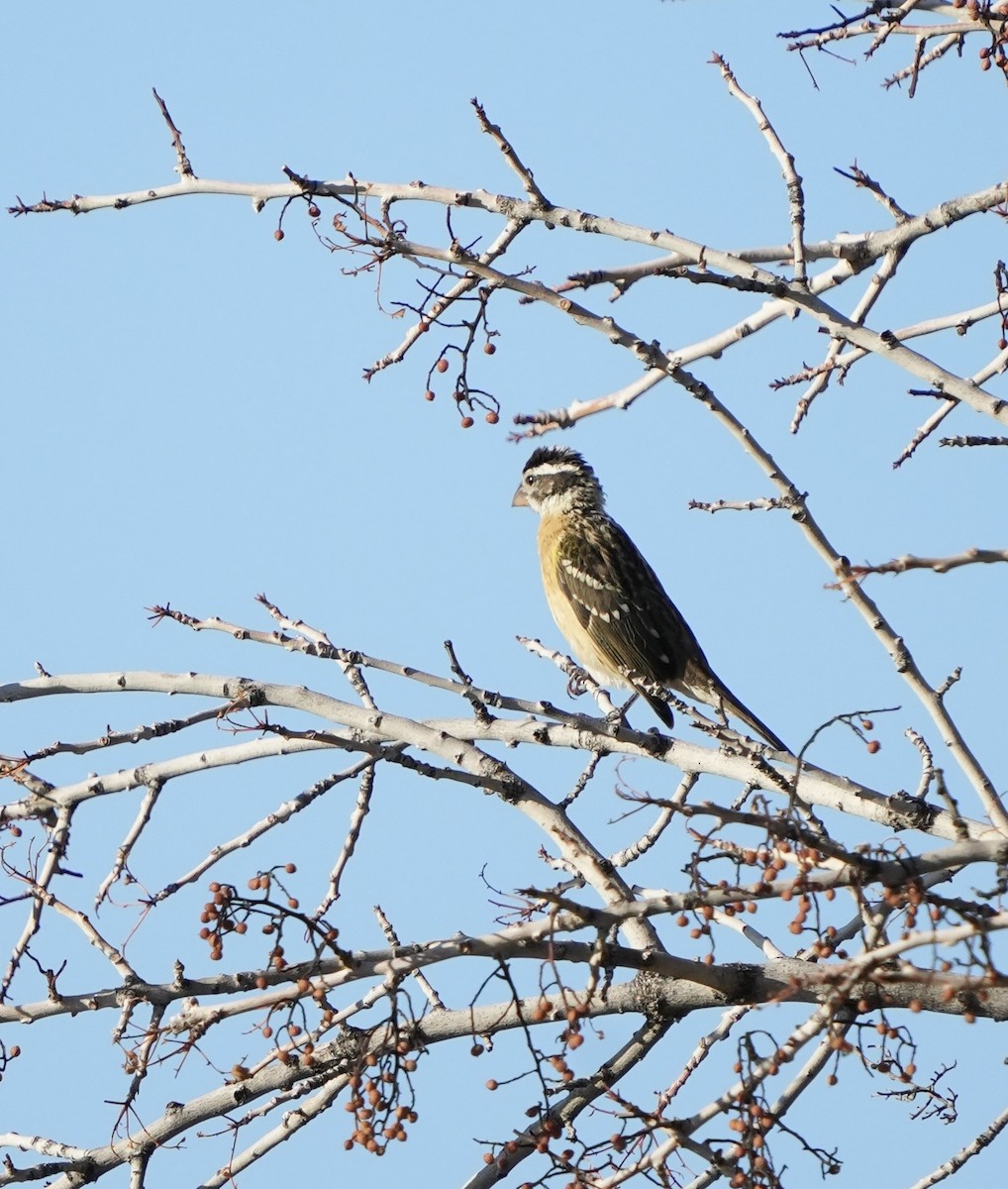 Black-headed Grosbeak - ML642345384