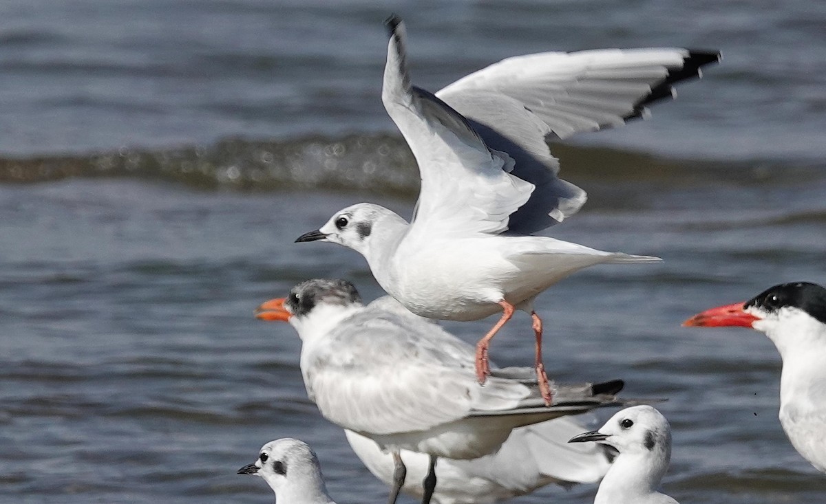 Bonaparte's Gull - ML642345386